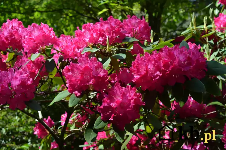 rododendrony