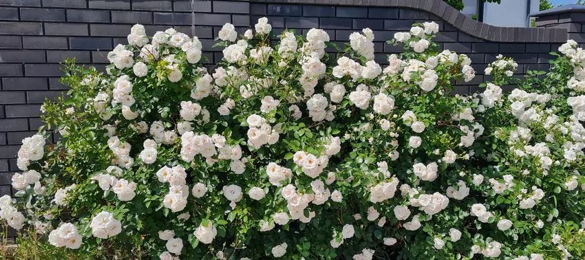 Kiedy i jak sadzić róże, aby pięknie kwitły?