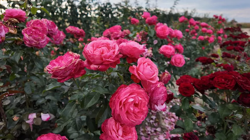 Kiedy i jak sadzić róże, aby pięknie kwitły?