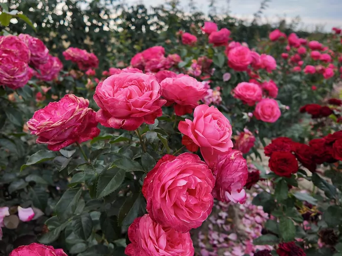 Kiedy i jak sadzić róże?