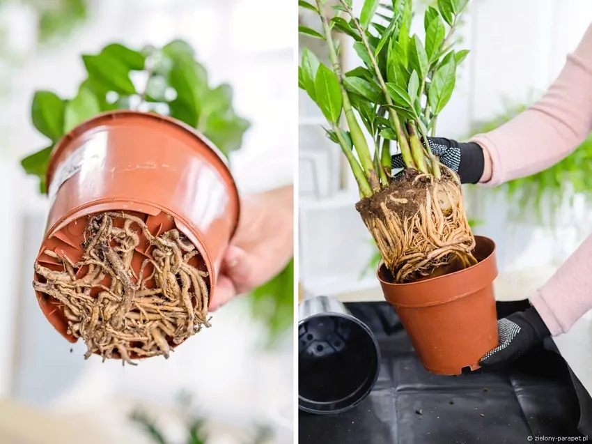 Wybierz świeże podłoże dopasowane do gatunku, aby poprawić wzrost i kondycję rośliny po zimie Przesadzanie roślin