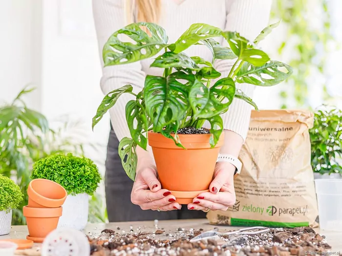 Przesadzanie roślin po zimie