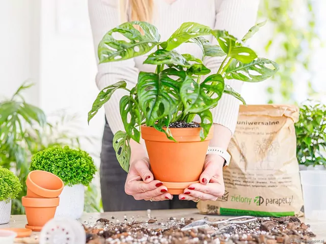 Przesadzanie roślin po zimie