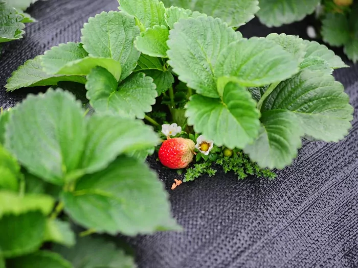 Agrotkanina do uprawy truskawek
