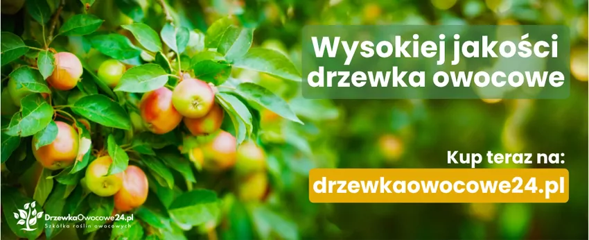 Sprawdź, kiedy przycinać drzewa owocowe i jak wykonać cięcie drzew owocowych, by poprawić wzrost, zdrowotność korony i owocowanie