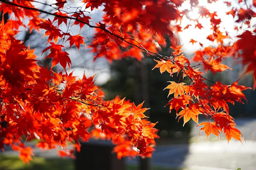 TN Nursery Native Trees