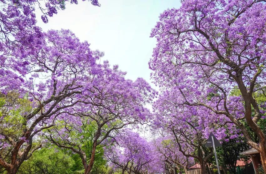 Flower Trees