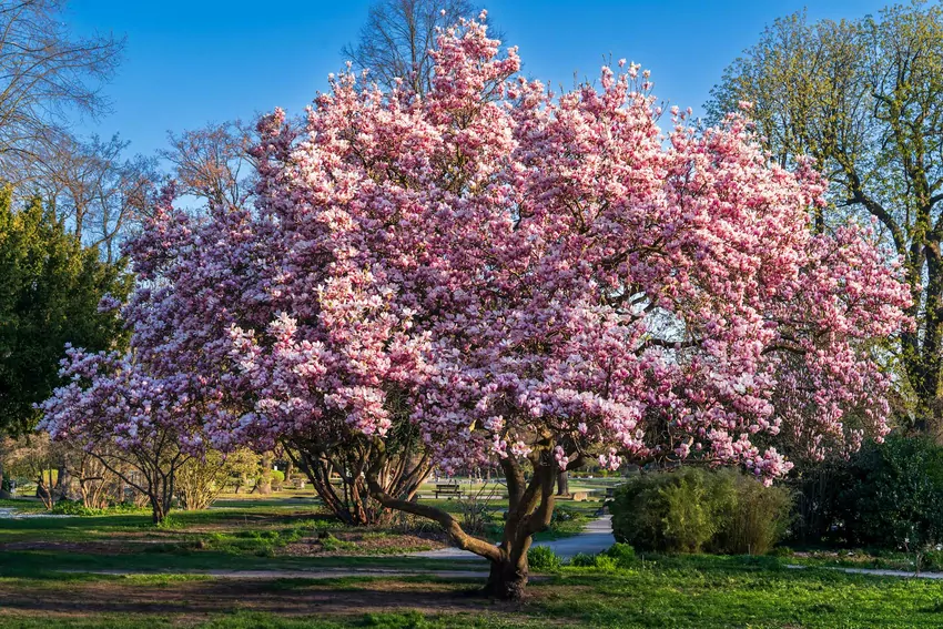 Cherry Trees