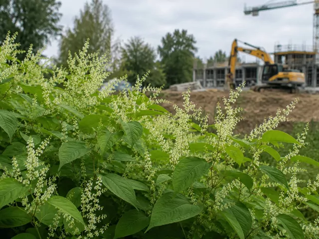 Rośliny inwazyjne na placu budowy