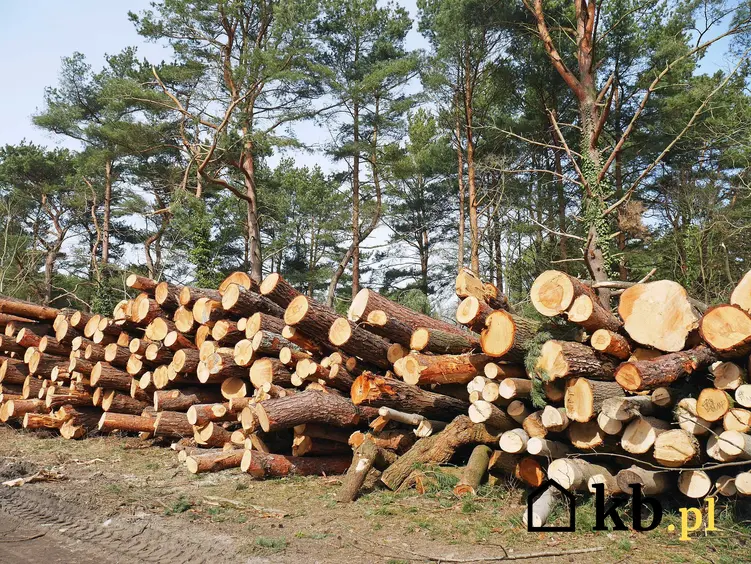 Cennik wycinki drzew w różnych regionach Polski