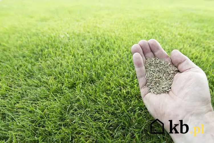 Cennik zakładania i pielęgnacji trawnika jest bardzo zróżnicowany. Zakładanie trawnika to jednorazowy koszt, ale pielęgnacja jest płacona abonamentowa.