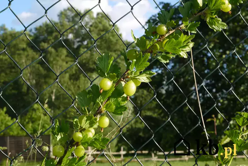 Siatka ogrodzeniowa w ogrodzie