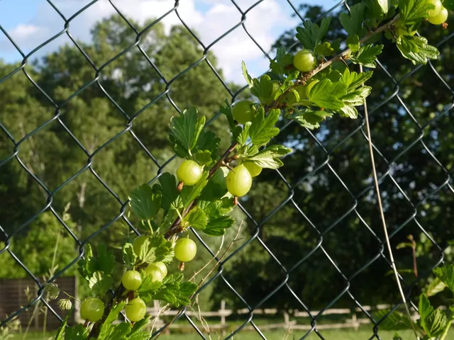 Wybór siatki na płot