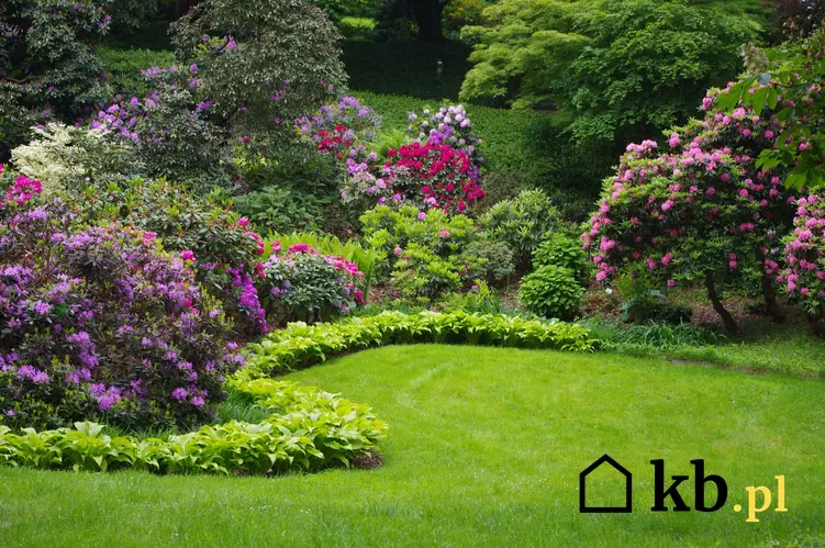 Pięknie kwitnące róże w ogrodzie oraz cennik i ceny roślin ogrodowych, w tym krzewów i roślin kwitnących oraz najlepsze gatunki do ogrodu