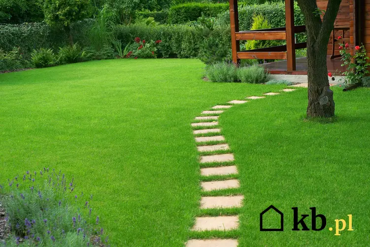 Piękny, zielony i zdrowy trawnik w przydomowym ogrodzie, czyli wertykulacja trawnika i porady dla początkujących ogrodnikach