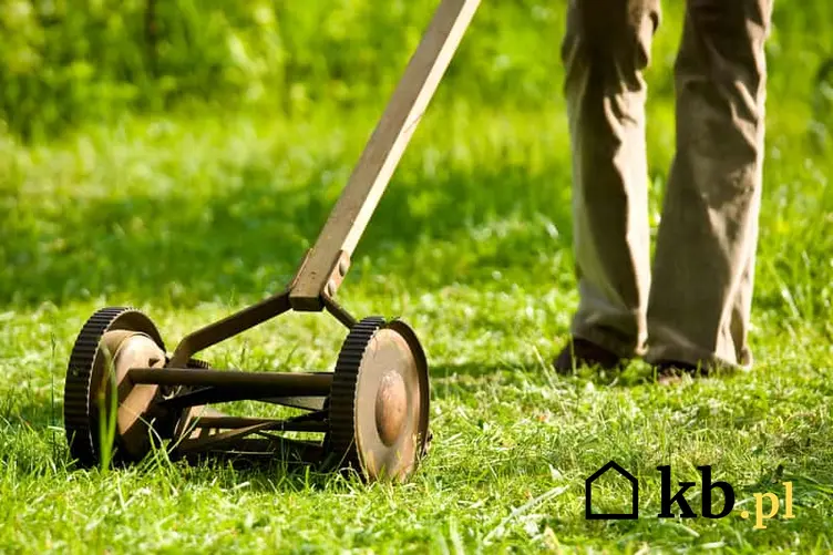 Wertykulacja trawnika przez mężczyznę przeprowadzana ręcznym narzędziem. Porady na temat areacji i wertykulowania trawnika krok po kroku