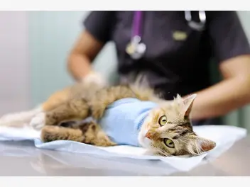 Ilustracja artykułu jaka jest cena sterylizacji kotki lub kastracji kota 2024? sprawdzamy ceny w całej polsce