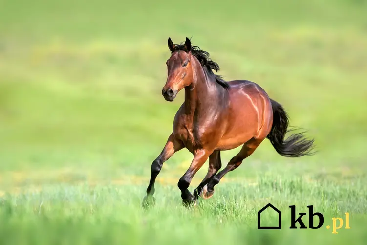 Na zdjęciu biegnący po łące koń - zobacz, jakie są ceny koni
