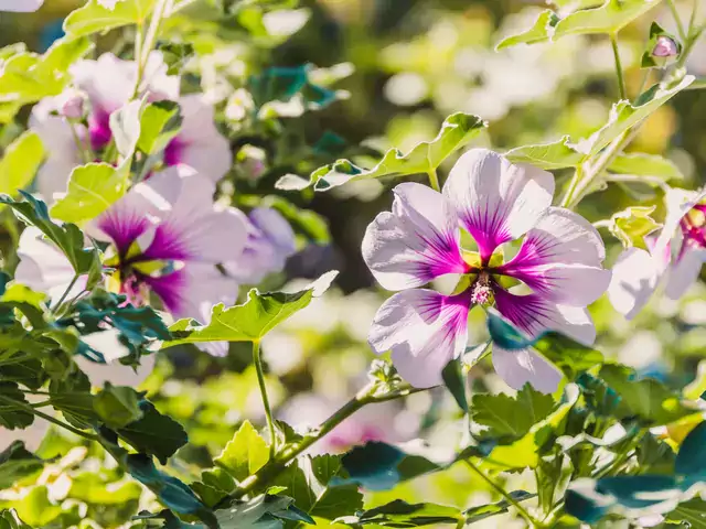 Hibiskus: odmiany, uprawa, pielęgnacja