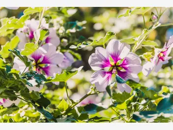 Ilustracja artykułu kwiat hibiskus (ketmia syryjska) – odmiany, uprawa, pielęgnacja, kwitnienie