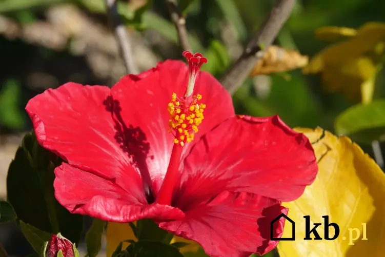 Czerwona ketmia róża chińska w ogrodzie w czasie kwitnienia, a także jej uprawa w domu i w ogrodzie