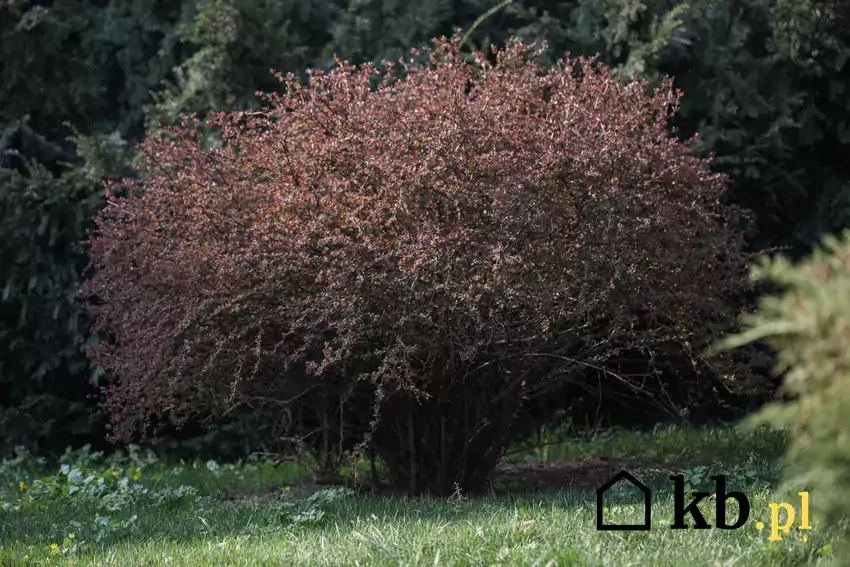 Krzew berberysu Thunberga w ogrodzie
