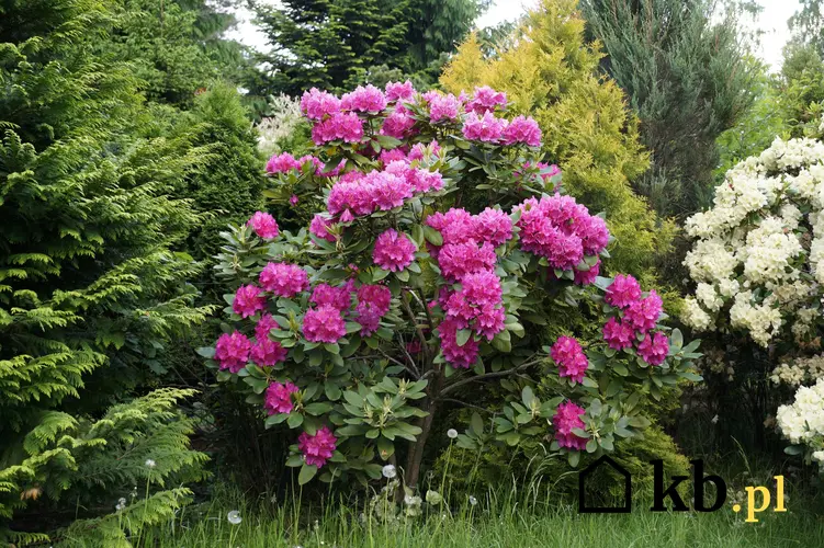 Rododendron w ogrodzie podczas kwitnienia, czyli kwitnienie rododendrona i jak długo kwitnie rododendron