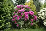 Kwitnienie rododendronów: kiedy i jak długo
