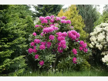 Ilustracja artykułu kiedy i jak długo kwitnie rododendron? wyjaśniamy krok po kroku