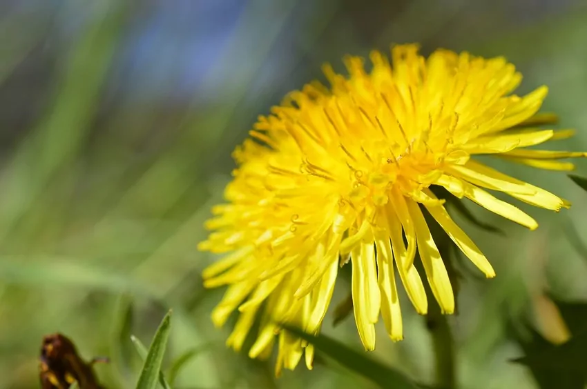 Naturalne metody zwalczania chwastów