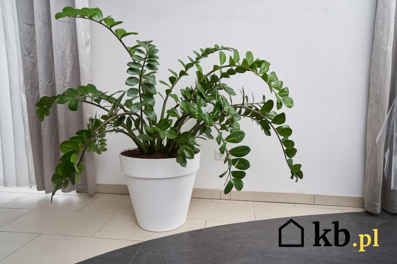 xanthosoma mickey mouse variegata Mickey Mouse Plant  Plant Detectives