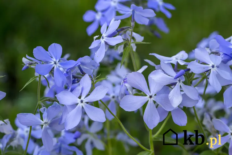 Niebieski floks kanadyjski w czasie kwitnienia, a także floks płożący i ich uprawa