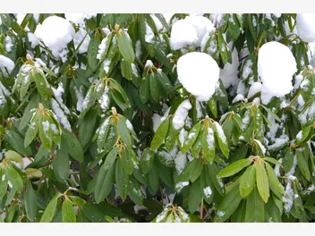 Ilustracja artykułu jak przygotować rododendrona na zimę? zimowanie bez tajemnic
