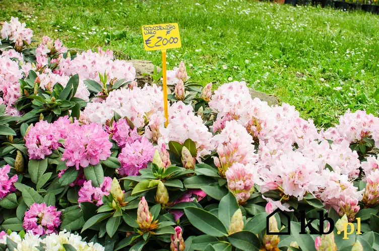 Sadzonki rododendronów w ogrodzie z cenami, a także ceny rododendronów czy ceny różaneczników