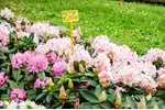 Ceny rododendronów: sadzonki i krzewy