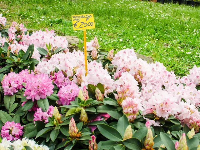 Ceny rododendronów: sadzonki i krzewy