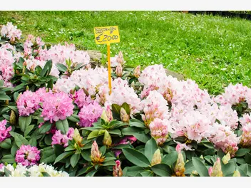 Ilustracja artykułu jakie są ceny rododendronów? zobacz ceny sadzonek i większych krzewów
