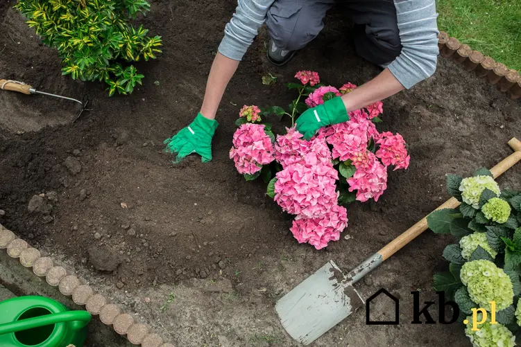 Różowe hortensje podczas sadzenia w ogrodzie, a także nawóz do hortensji i ich nawożenie