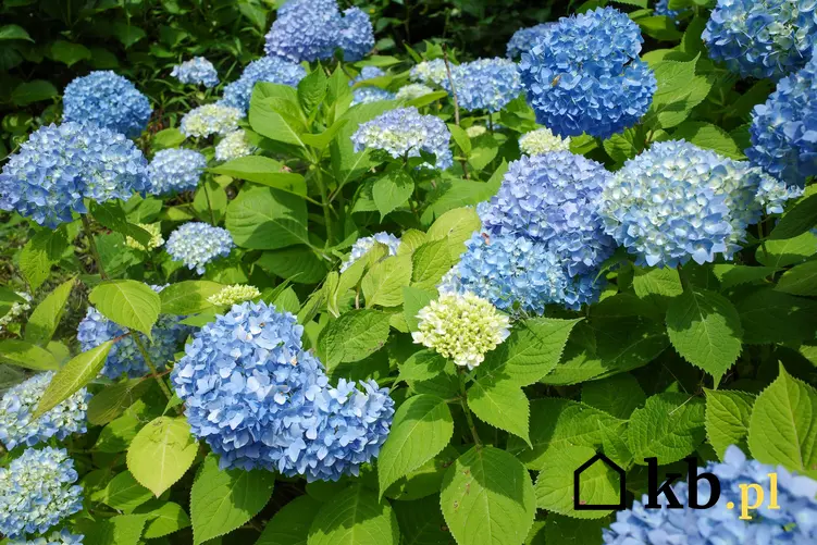 Hortensja niebieska w czasie kwitnienia w ogrodzie, a także jej odmiany, sadzenie, uprawa i pielęgnacja