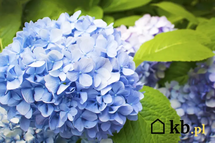 Hortensja niebieska ogrodowa w czasie kwitnienia i zbliżenie na kwiaty, a także uprawa i pielęgnacja