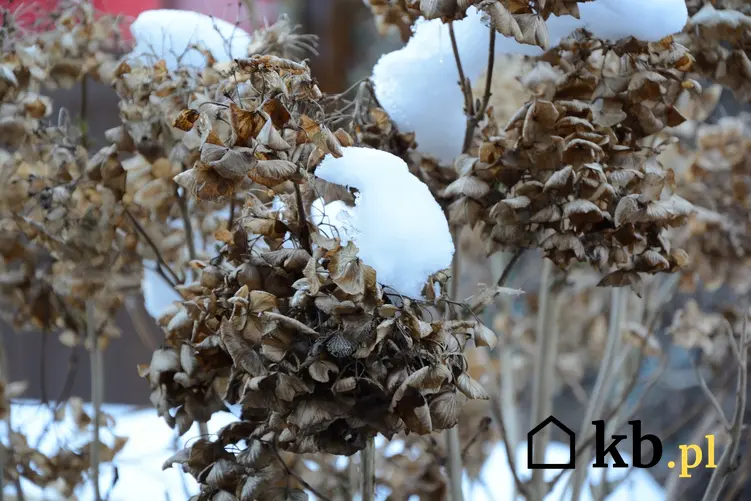 Hortensja ogrodowa pokryta śniegiem, czyli zimowanie hortensji ogrodowej i zimowanie hortensji