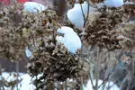 Zimowanie hortensji: instrukcja krok po kroku