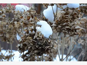 Ilustracja artykułu zimowanie hortensji krok po kroku - jak przezimować ten krzew?