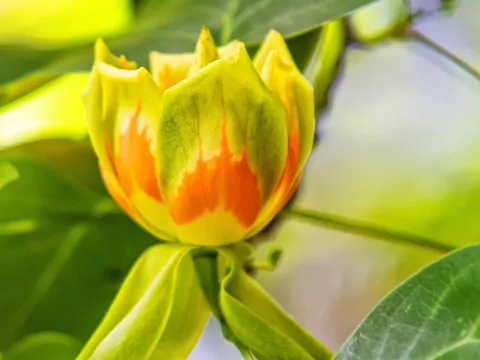 Uprawa i pielęgnacja tulipanowca amerykańskiego