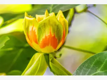 Ilustracja artykułu tulipanowiec amerykański - uprawa, pielęgnacja, kwitnienie