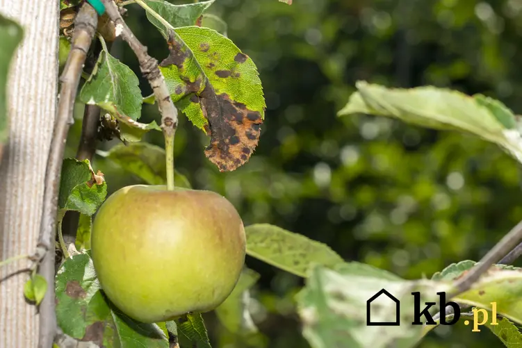 Chore liście jabłoni, a także choroby drzew owocowych, ich rozpoznanie i zwalczanie