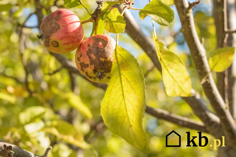 Porażone owoce jabłoni, a także choroby drzew owocowych, w tym choroby jabłoni