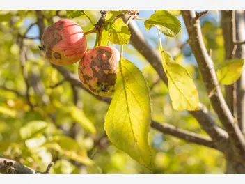 Ilustracja artykułu choroby drzew owocowych - 5 najczęściej spotykanych chorób