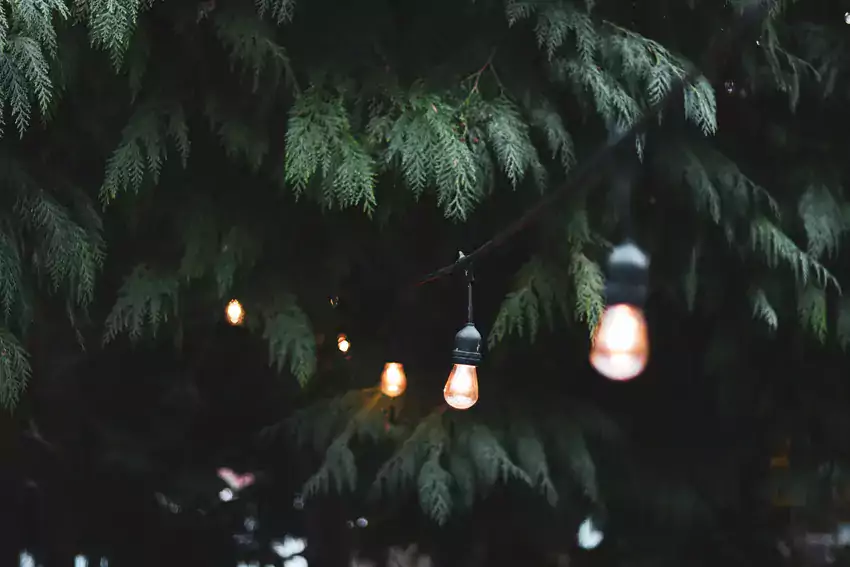 Oświetlone lampy w ogrodzie