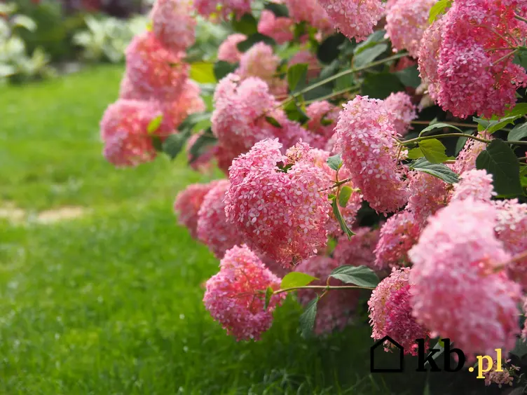 Różowa hortensja drzewiasta kwitnąca w ogrodzie, a także odmiany hortensji ogrodowej